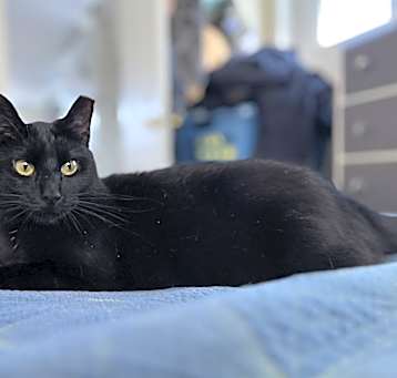 Photo of Shadow