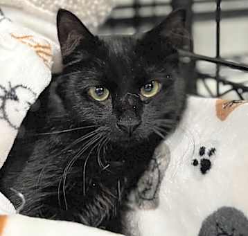 Photo of Thackery Binx