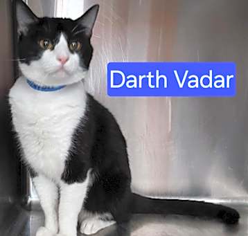 Photo of Darth Vader