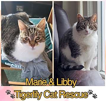 Photo of Marie & Libby (Bonded Pair)
