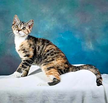 Photo of Peaches