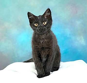 Photo of Pepper