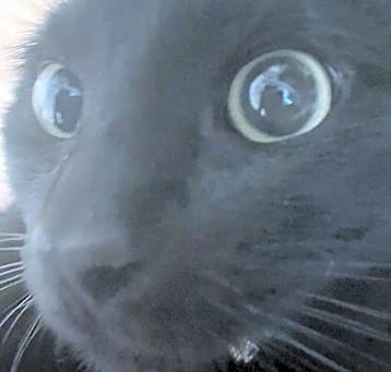 Photo of Grim