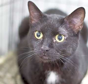 Photo of Romeo