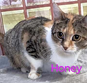 Photo of Honey super sweet calico girl