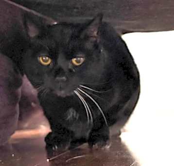 Photo of Oates