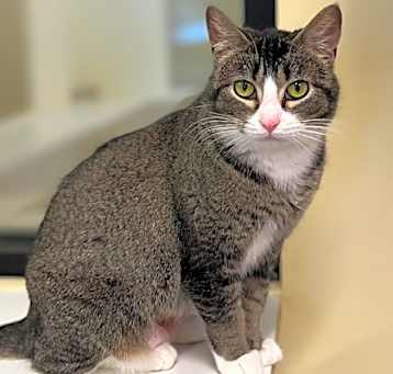 Photo of Rue