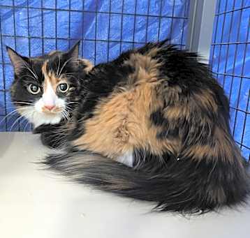 Photo of Skittles
