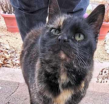 Photo of Sable