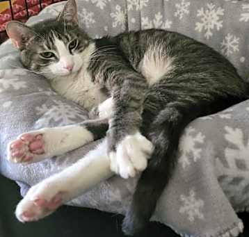 Photo of Leopold