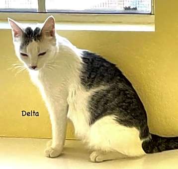 Photo of Delta