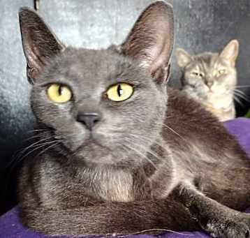 Photo of Midnight