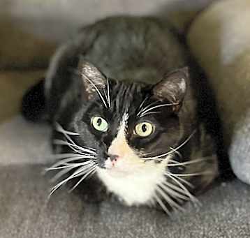 Photo of Wilbur