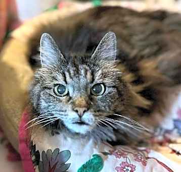 Photo of Minerva