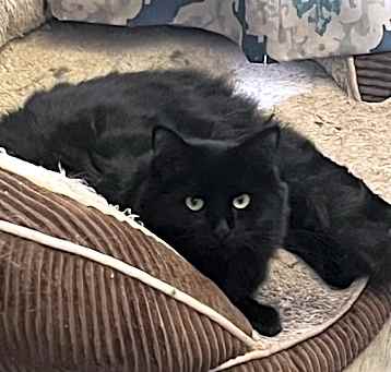 Photo of Luthien