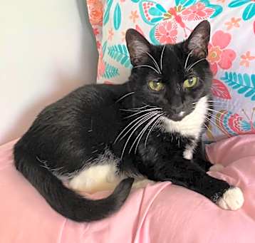 Photo of Whiskers