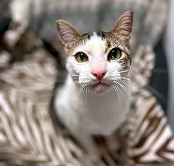 Photo of Link (Lincoln)