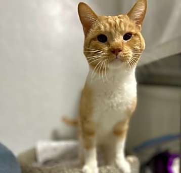 Photo of Cassius
