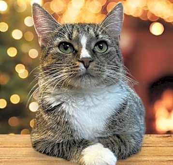 Photo of Annie