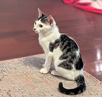 Photo of Lucky