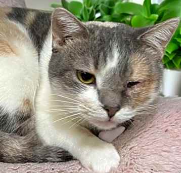 Photo of Calla