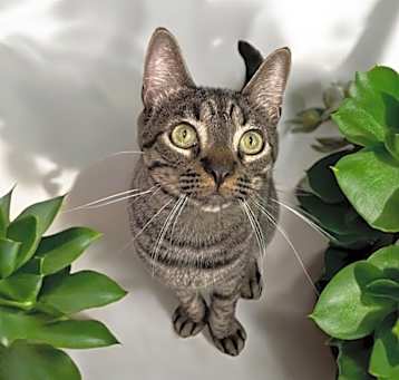 Photo of Tiger