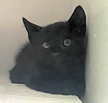 Photo of Pepper