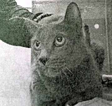 Photo of Midnight