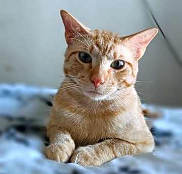 Photo of Nacho