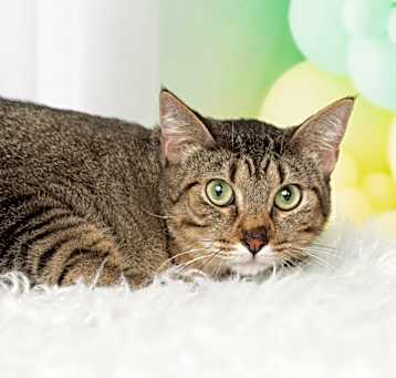 Photo of Pepper
