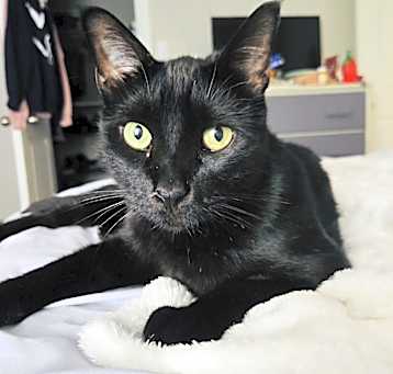 Photo of Casper