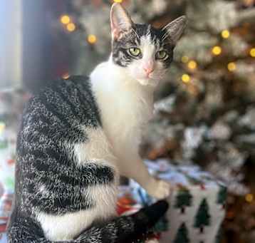 Photo of Piper