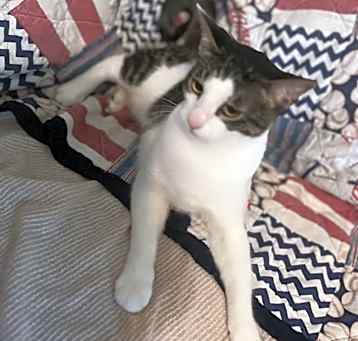Photo of Bandit