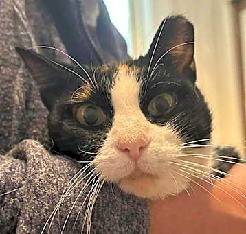 Photo of ms kitty