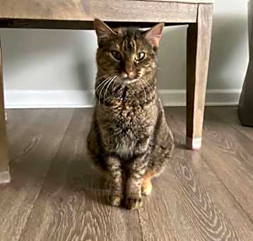 Photo of Willow