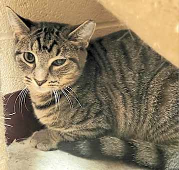 Photo of Rango