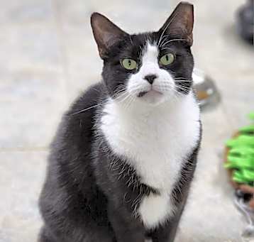 Photo of Ludo
