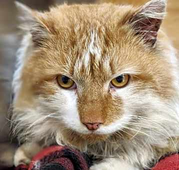 Photo of Punky
