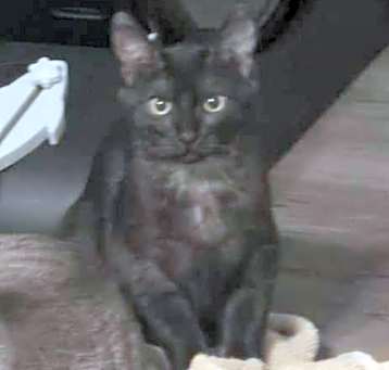 Photo of Carmine (Shorter Hair)Bonded to Beretta 