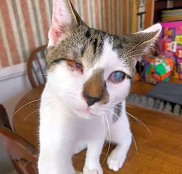 Photo of Chowder