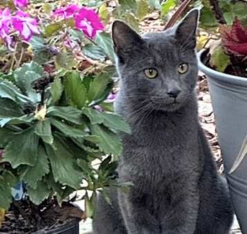 Photo of Smokey