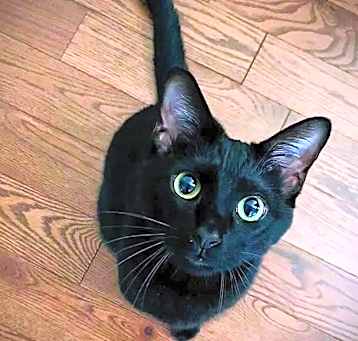 Photo of Oakley