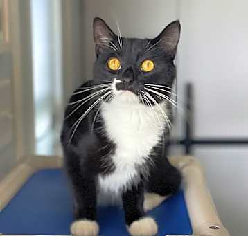 Photo of Stubbs