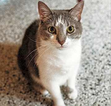 Photo of Catterlee