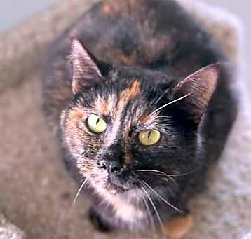 Photo of Maple Chai