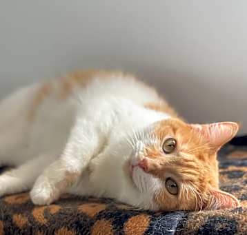 Photo of Scotch