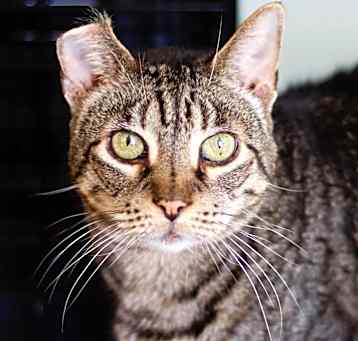 Photo of Snickers