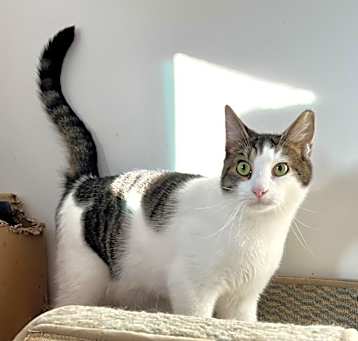 Photo of Patches