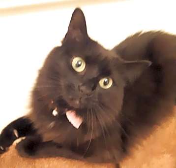 Photo of Poe -MISSING