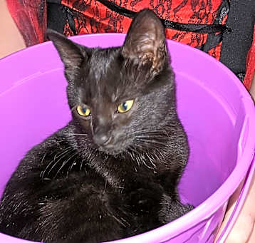 Photo of Binks -MISSING